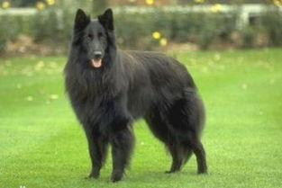 牧羊犬国产剧情介绍视频,忠诚守护，勇闯天涯