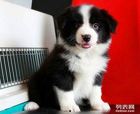 牧羊犬国产剧情介绍视频,忠诚守护，勇闯天涯