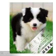 牧羊犬国产剧情介绍视频,忠诚守护，勇闯天涯