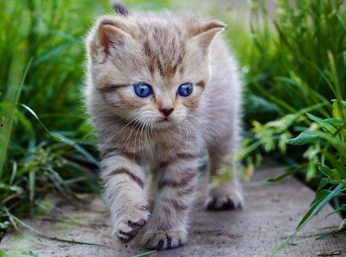 猫咪国产配餐视频播放