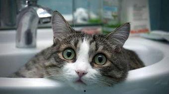 猫咪国产配餐视频播放