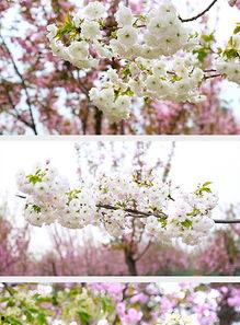 国产樱花盛开视频,国产樱花盛开，浪漫花海映照美丽中国