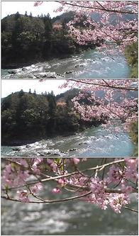 国产樱花盛开视频,国产樱花盛开，浪漫花海映照美丽中国