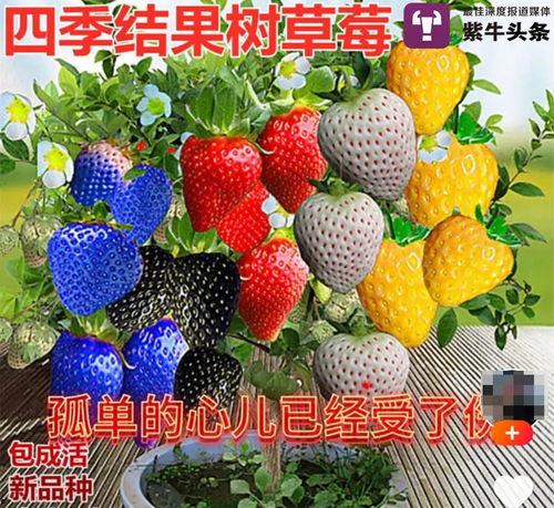 100草莓视频国产双飞,探寻甜蜜背后的激情与浪漫