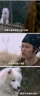 国产剧中的迷惑行为视频,揭秘那些让人哭笑不得的桥段